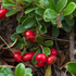 Bearberry Fruit: Health & Skincare Benefits + Easy Recipe