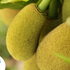 Jackfruit Explained: Health Benefits, Uses, Types & Side Effects