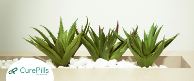 Aloe Vera: Powerful Uses and Amazing Health Benefits
