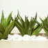 Aloe Vera: Powerful Uses and Amazing Health Benefits