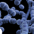 Bacterial Pneumonia: Causes, Symptoms, and Treatment Explained
