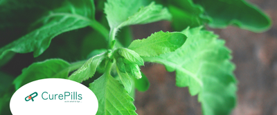 7 Powerful Benefits of Holy Tulsi for Total Well-being