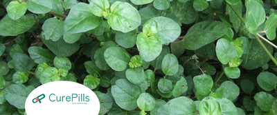 Punarnava: Health Benefits, Uses, Side Effects & Important Facts