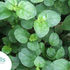 Punarnava: Health Benefits, Uses, Side Effects & Important Facts